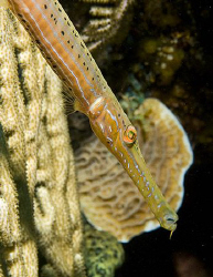 Trumpetfish on Little Cayman Island in the Caribbean Sea. by Deborah Chambers 
